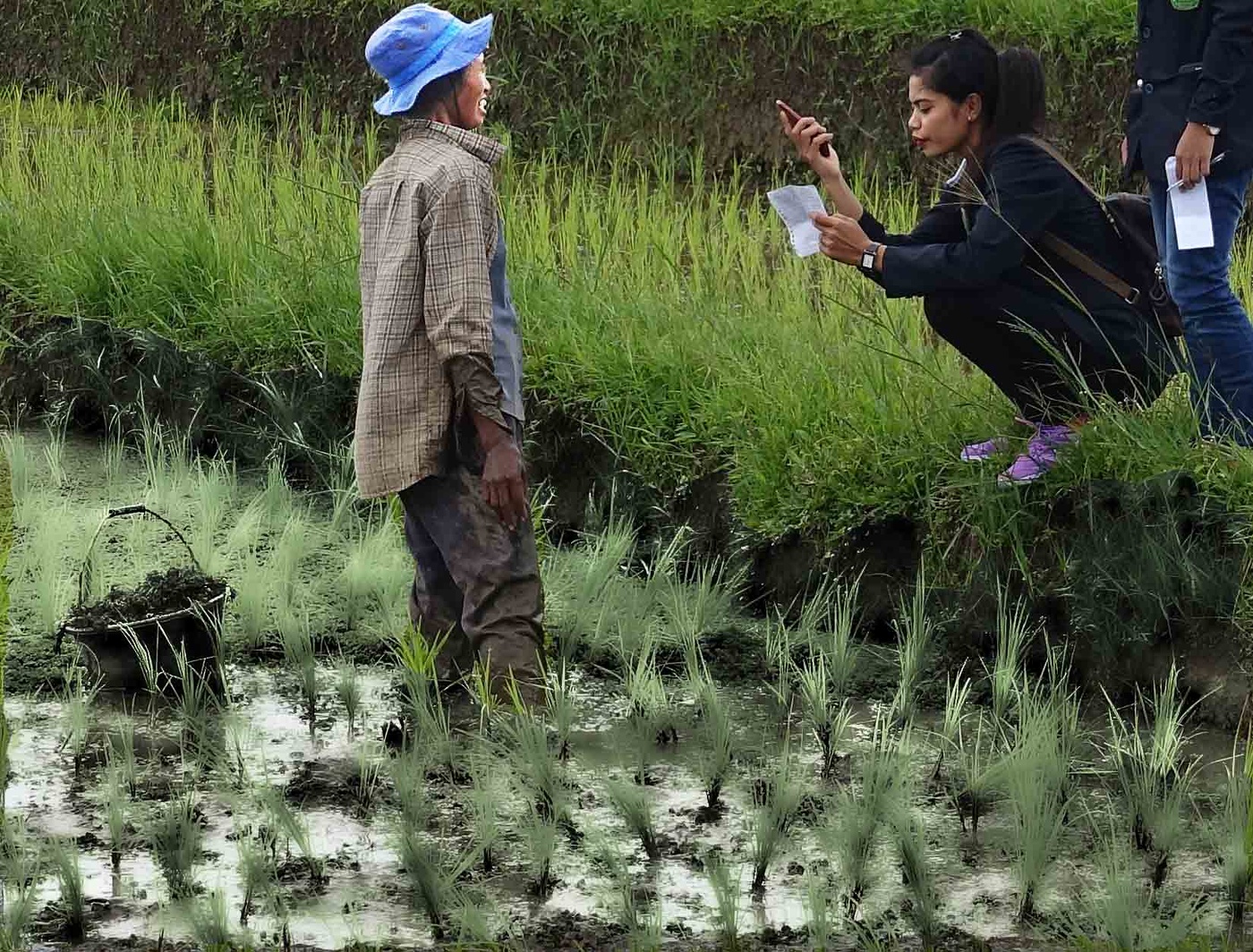 Интервью с рисоводом