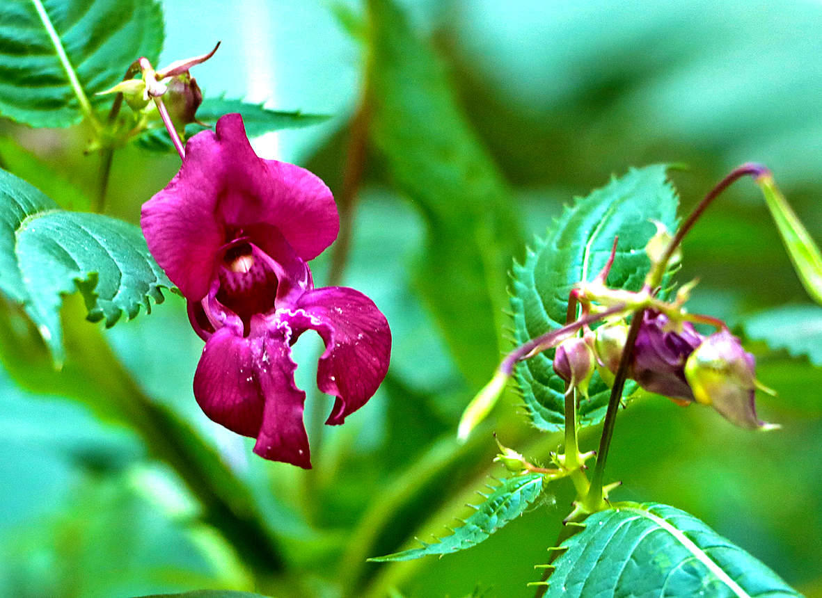Недотрога железистая или бальзамин лесной