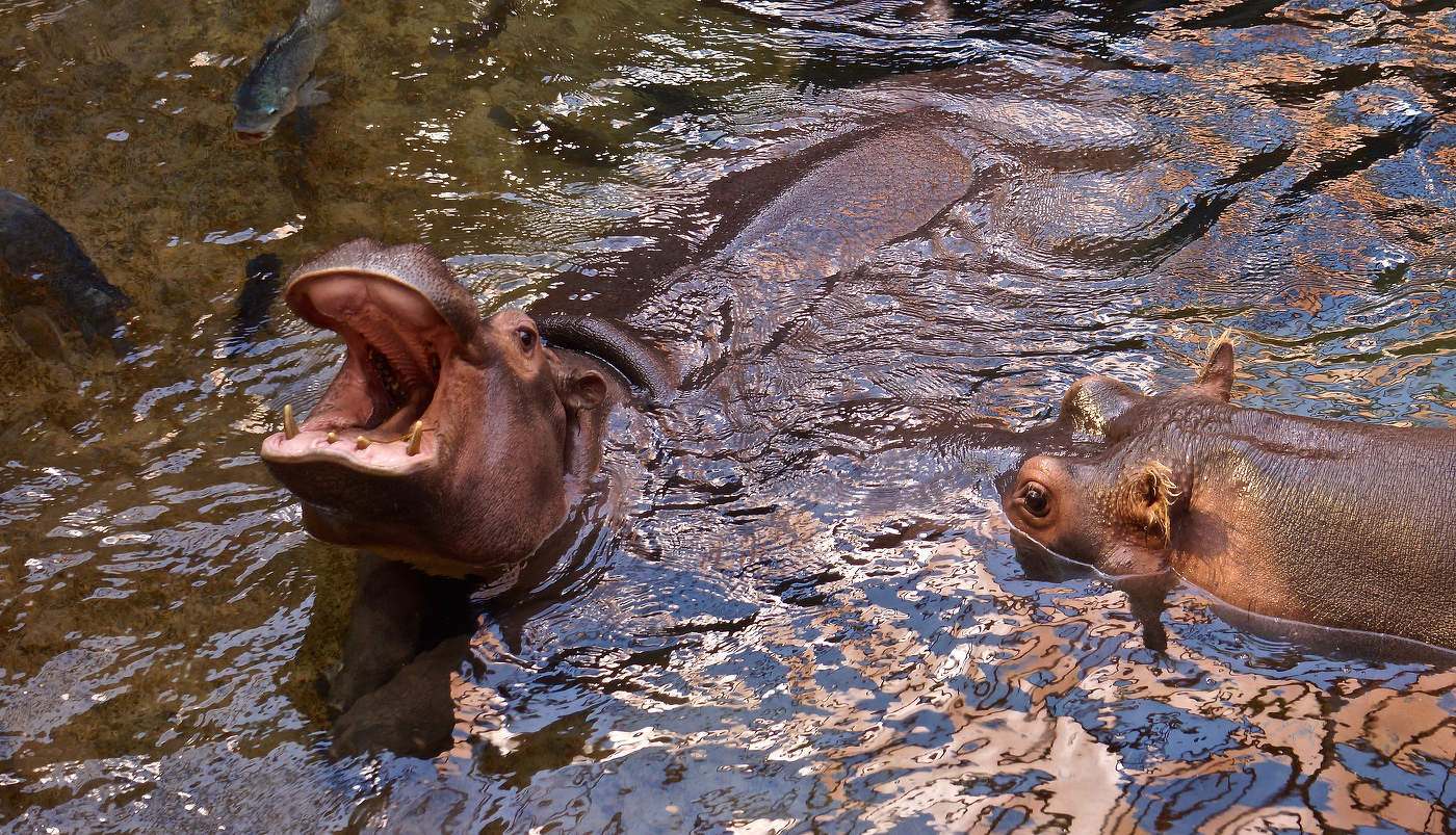 «Вот и Гиппо, вот и Попо»