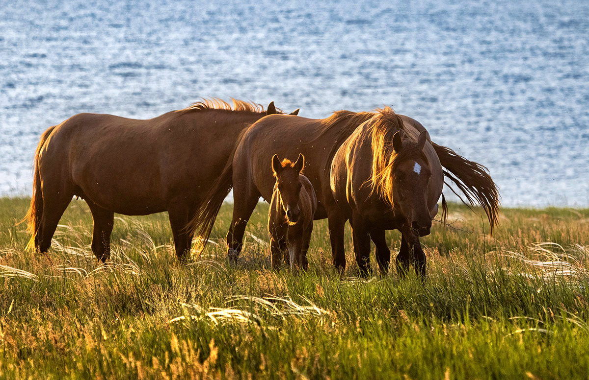 Мустанги у Маныча