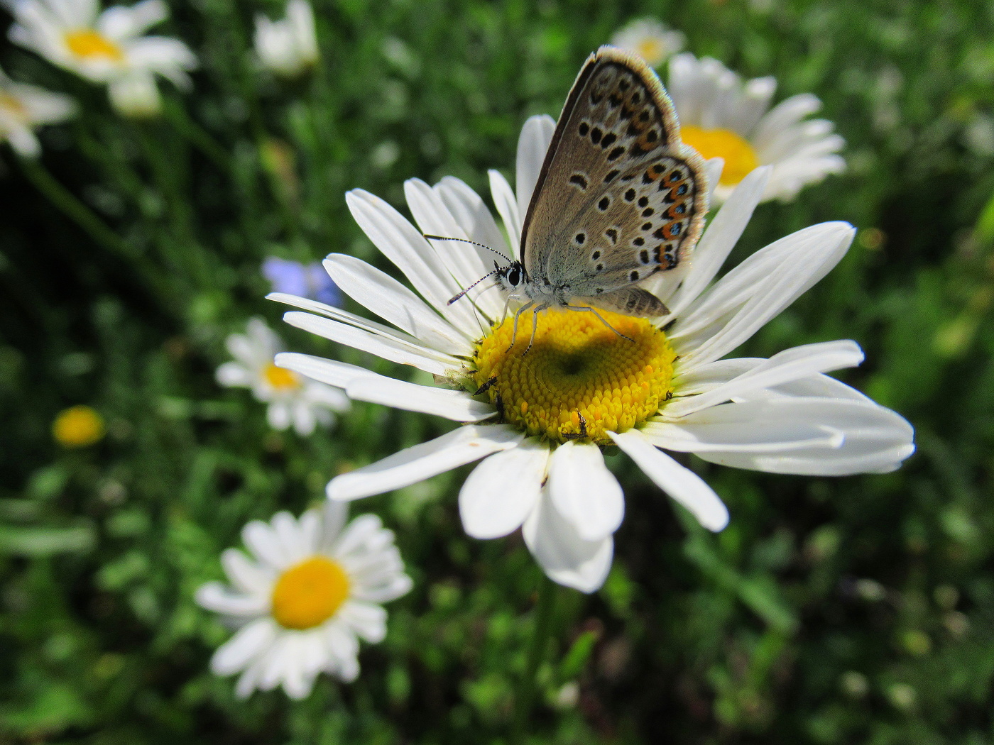 Голубянка и ромашки