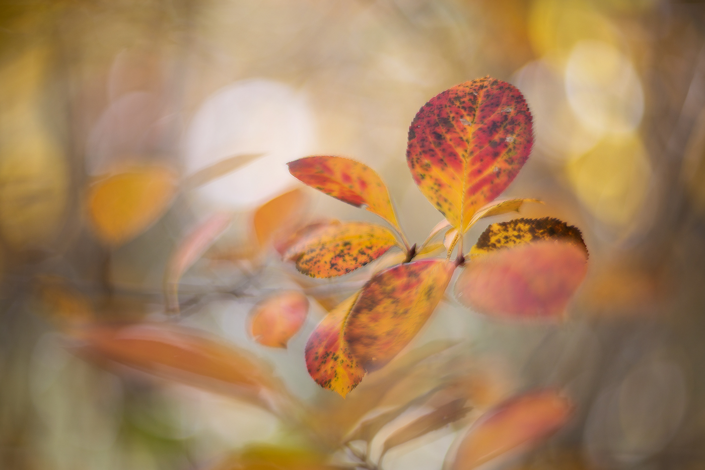 Осенний вальс