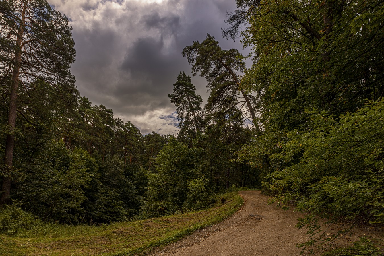 Лесная дорога