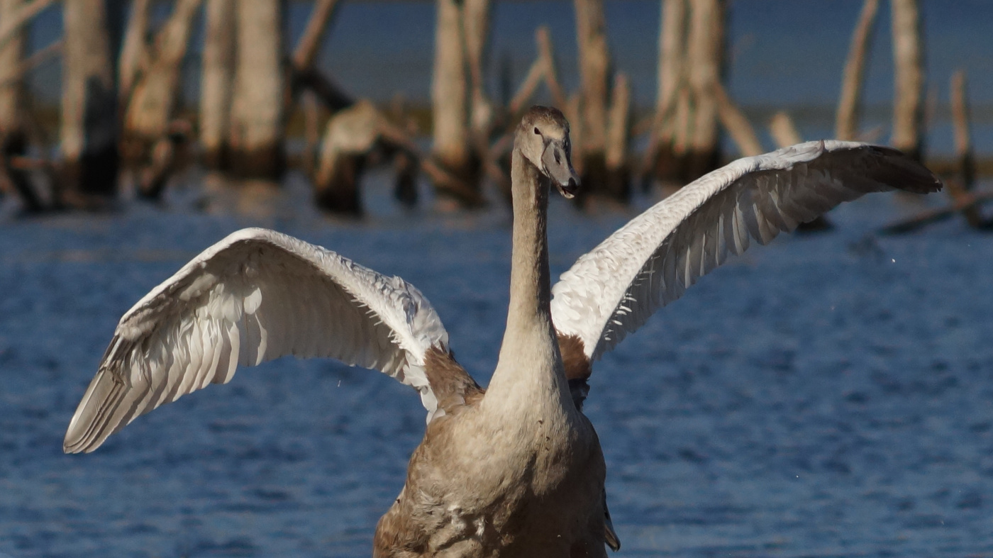 Метаморфоза.