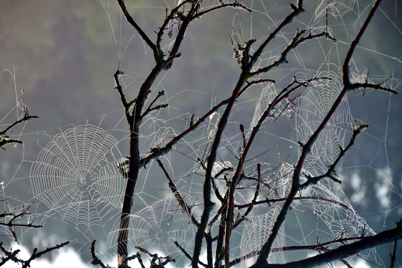 осенние зарисовки