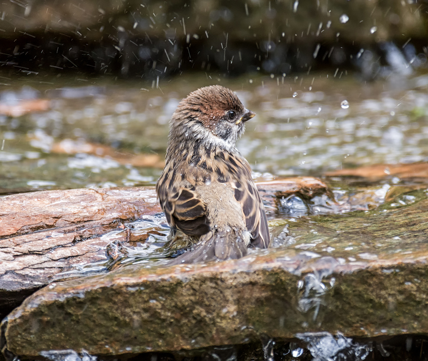 желторотик плюхается..