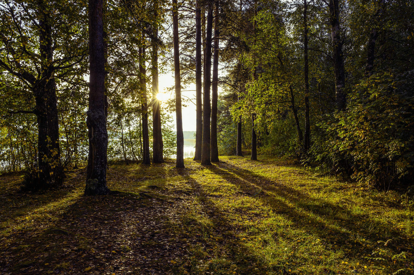 Заблудилось солнце в соснах.