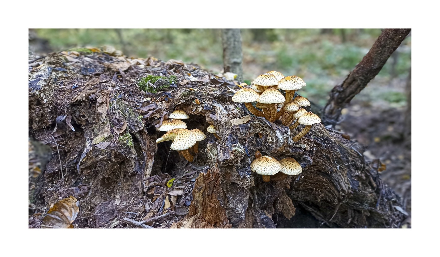 ЛЕСНЫЕ ЖИТЕЛИ