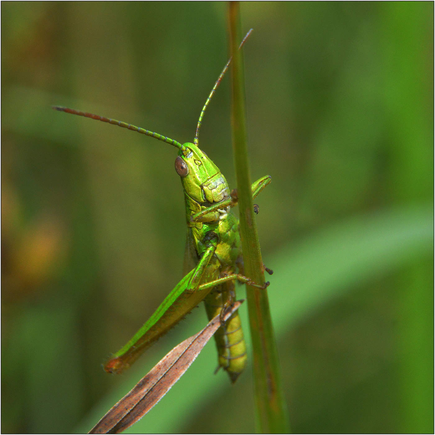 Сезон кузнечиков.