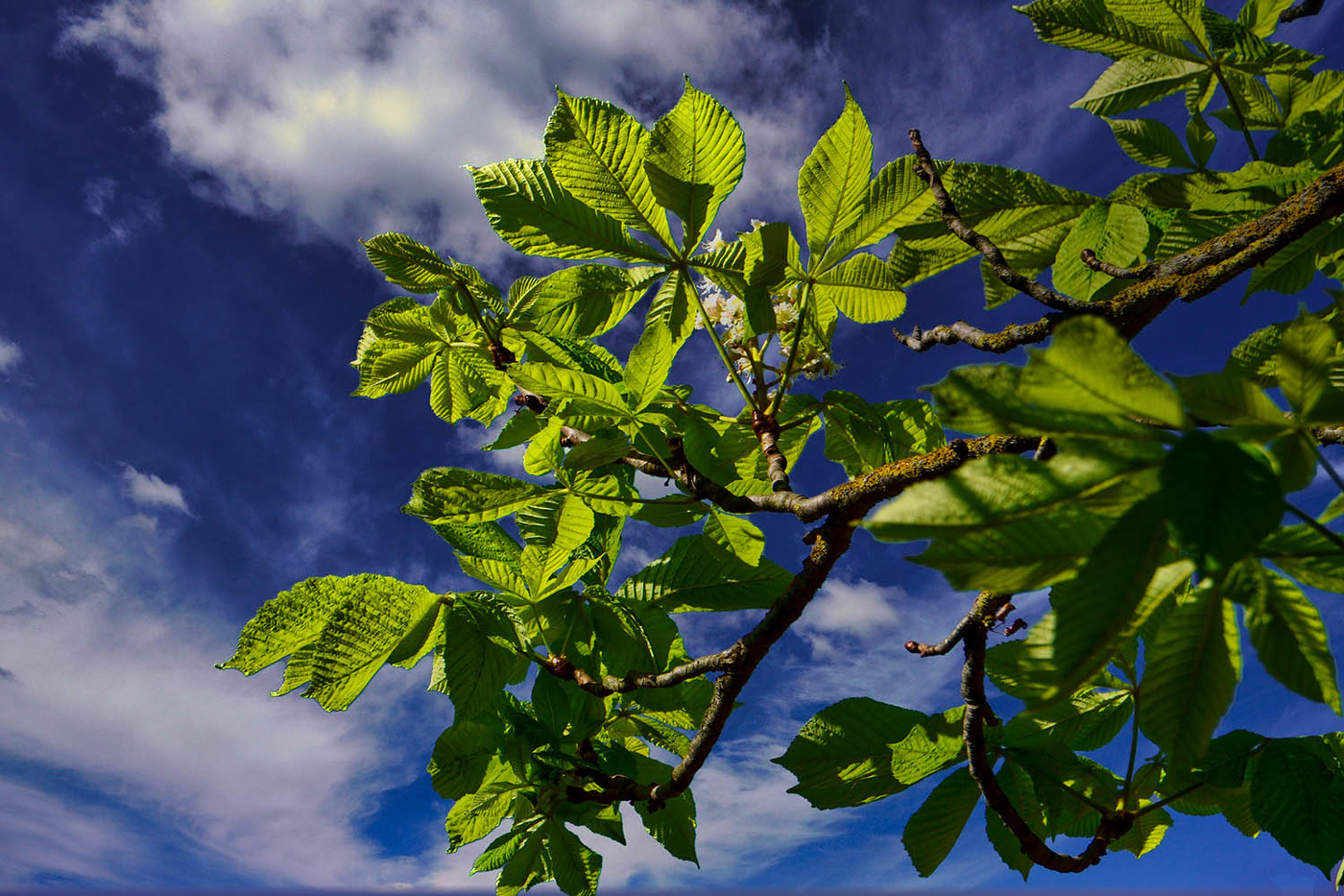 Снова цветут каштаны