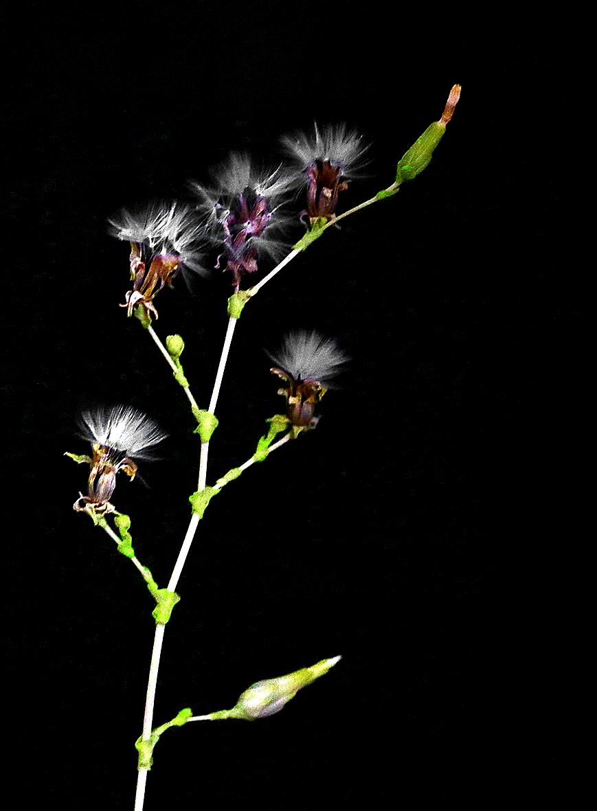 Цветение салата