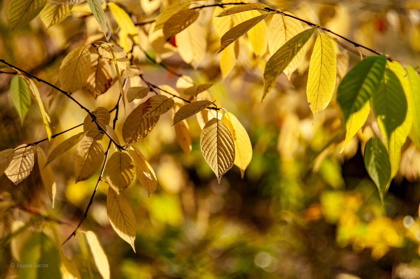 В каждом мгновении осени есть частичка чего-то прекрасного.