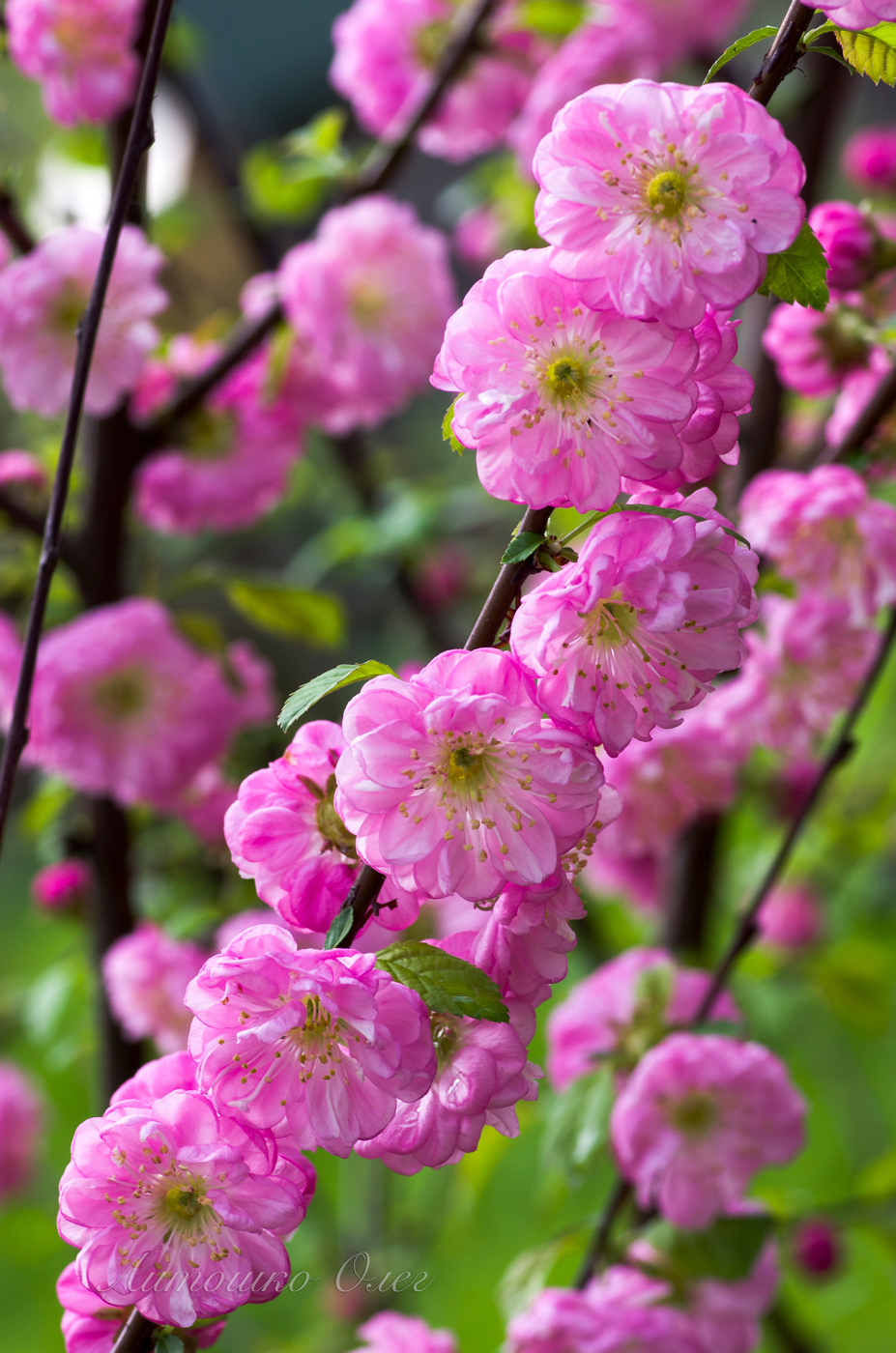 Миндаль трёхлопастной.