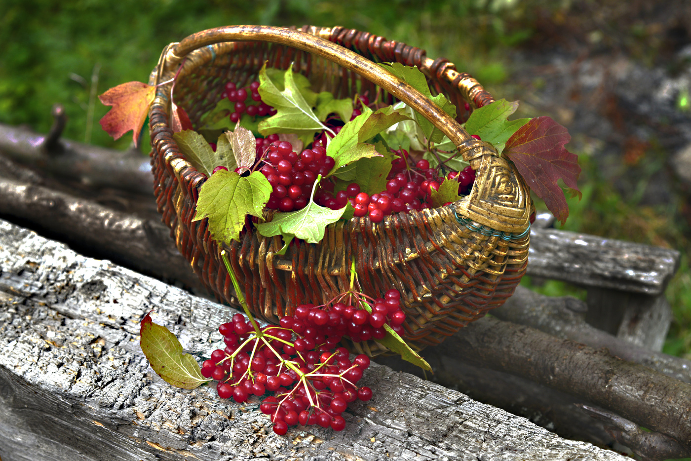 Калина красная