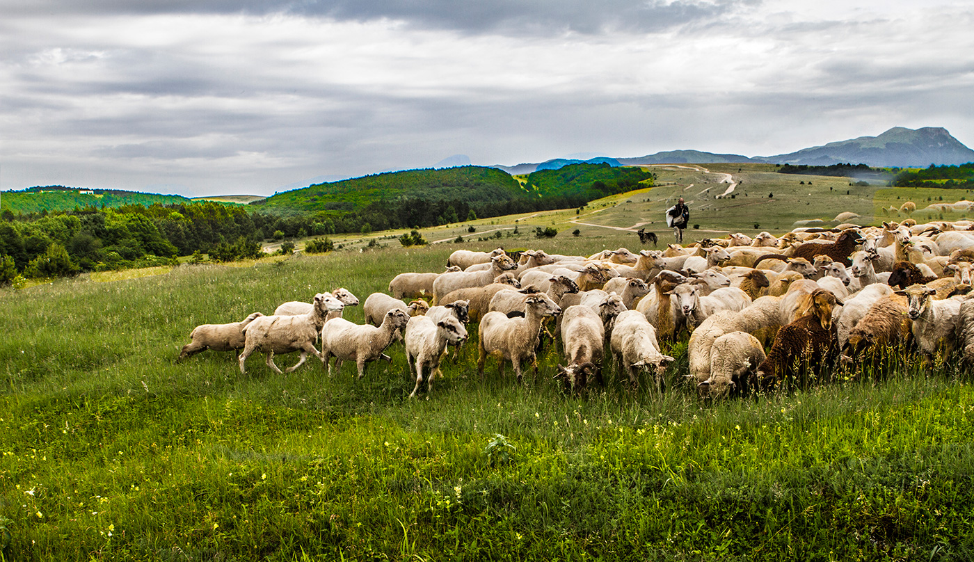 Отара на выпасе