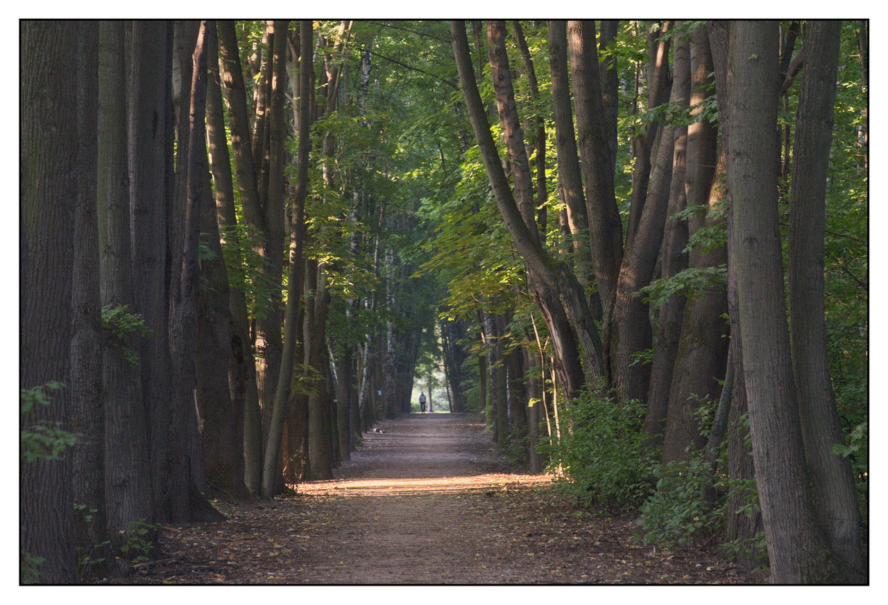 Утро в парке