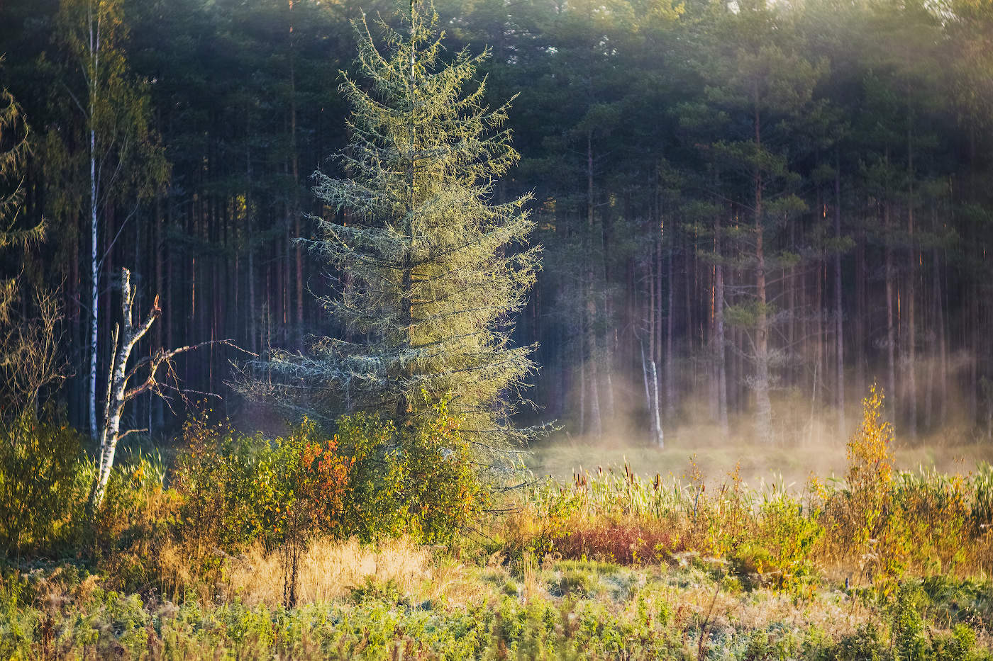 Меж берёз и сосен тихо бродит осень