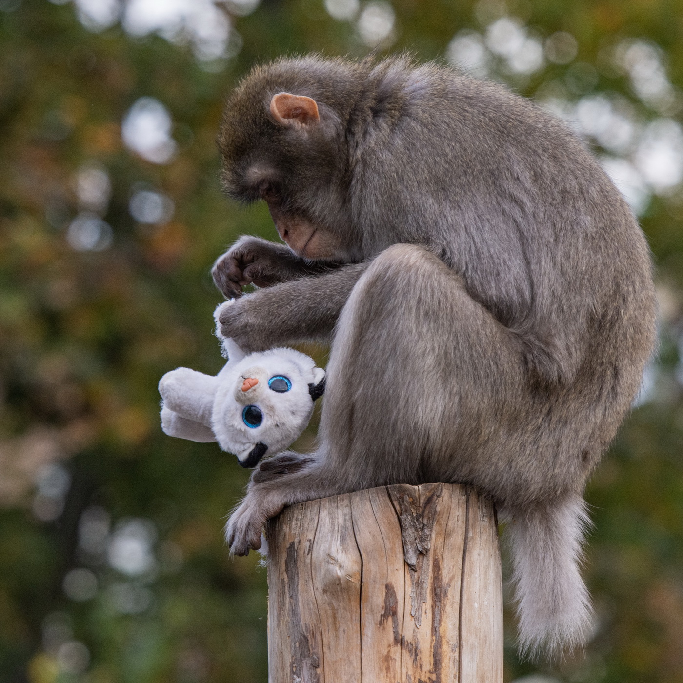 Усыновлённый