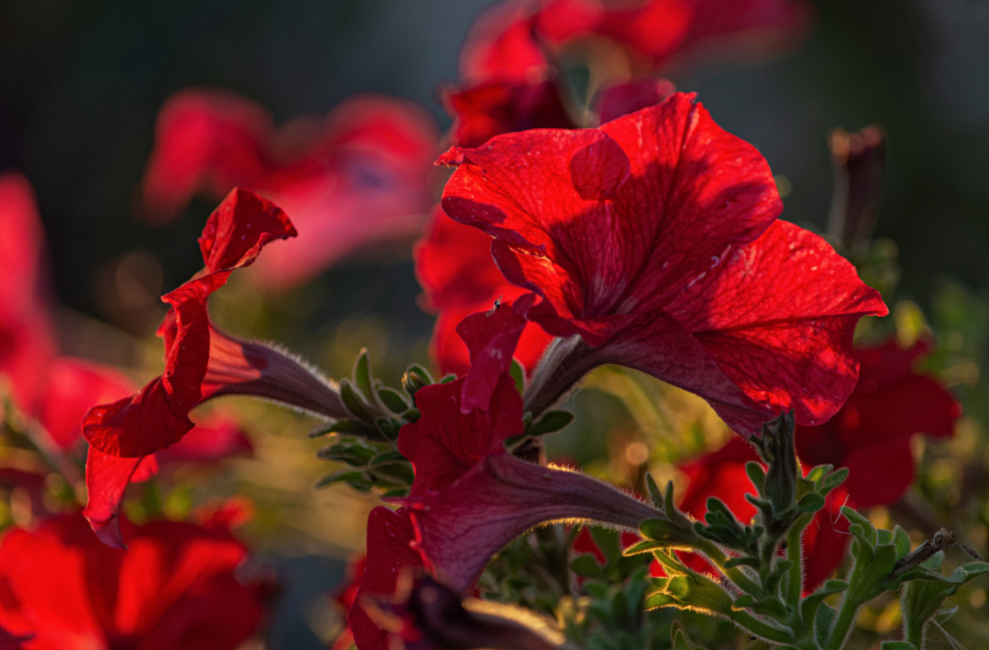 Трио. Контровый свет.