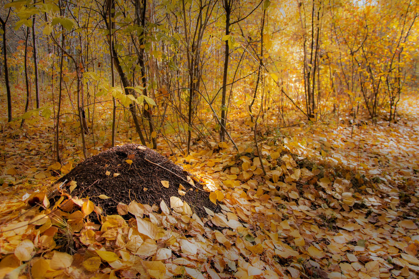 Муравейник