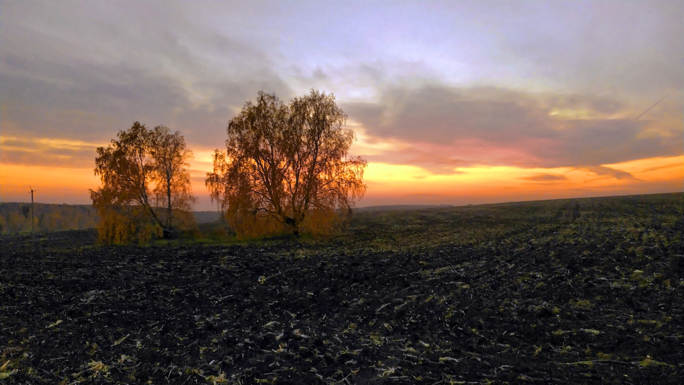 Опустевшее поле