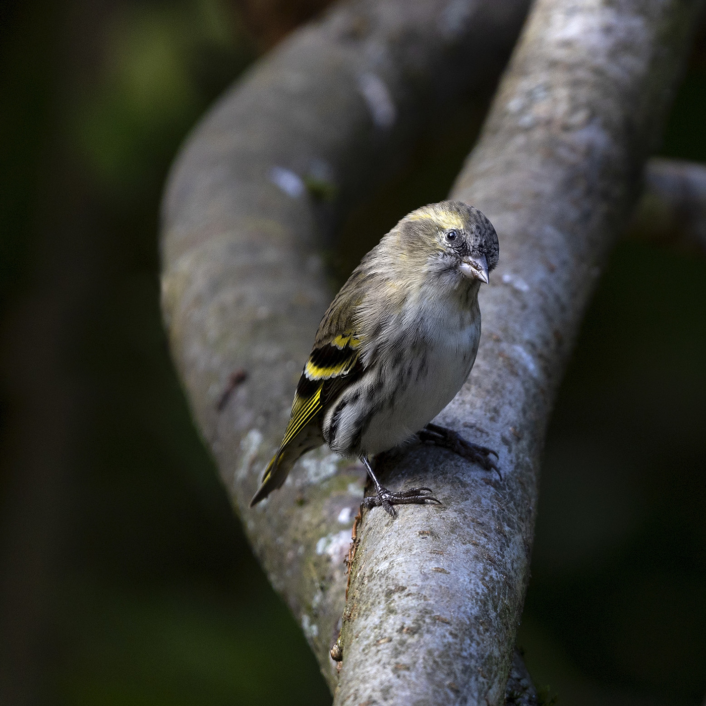 Бравый чижик