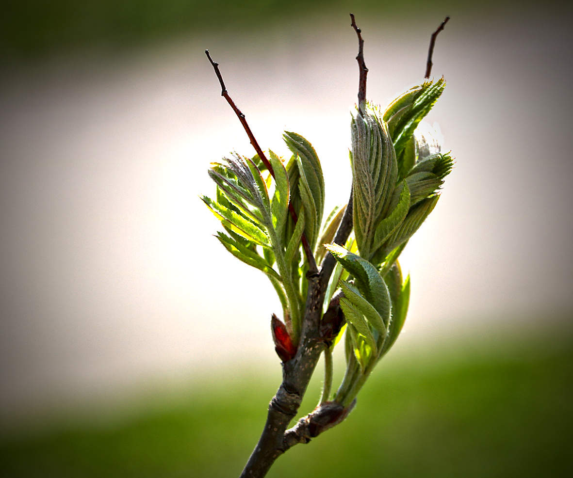 Весенний этюд