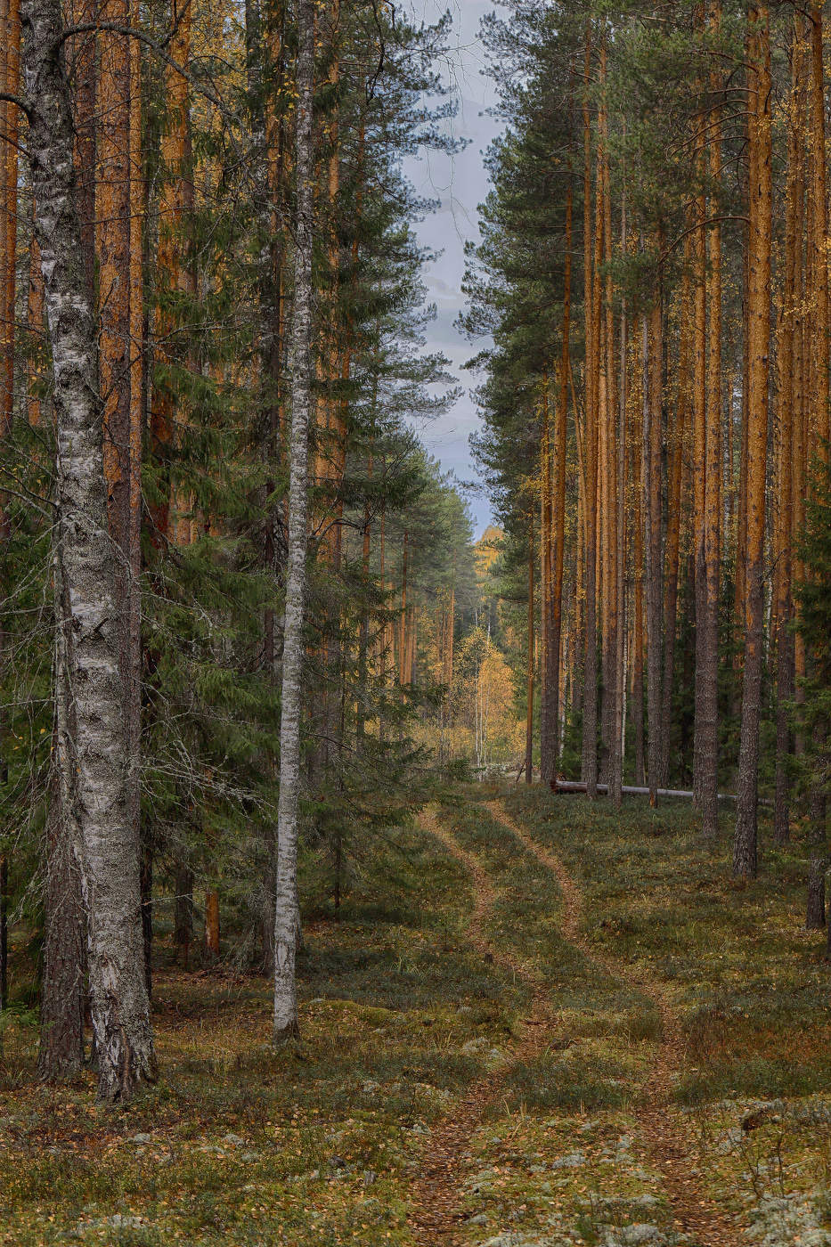 Осенний лес