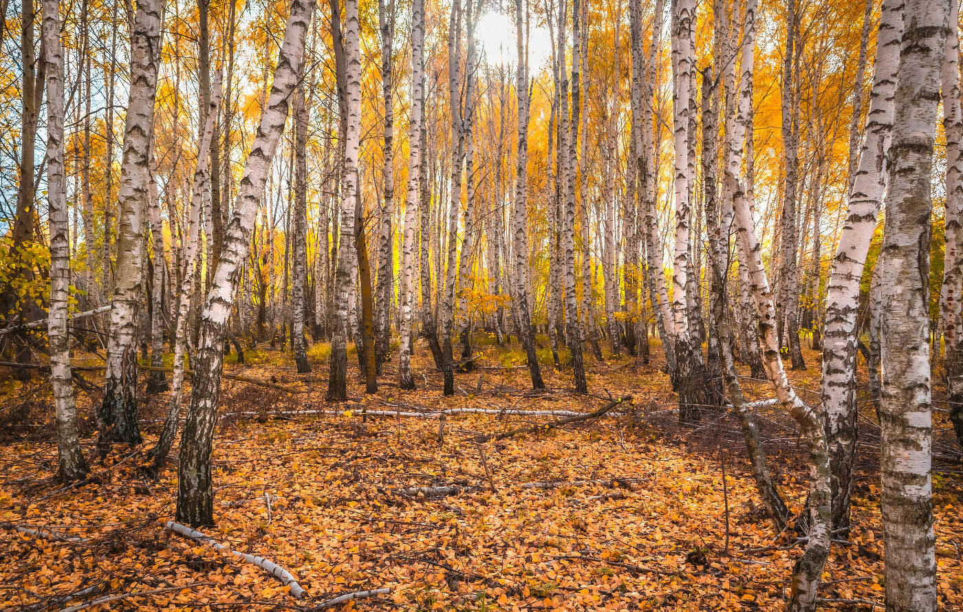 Осень в берёзовой роще.