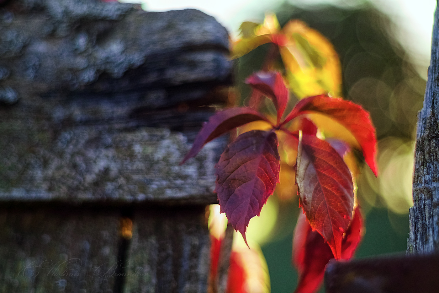 Сквозь старый забор