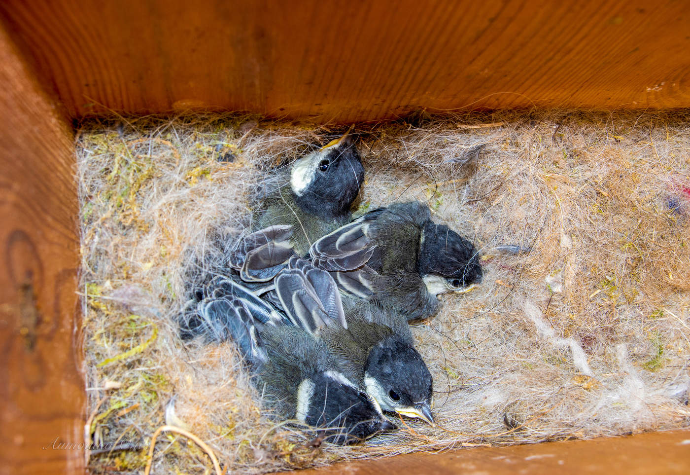 В почтовом ящике.