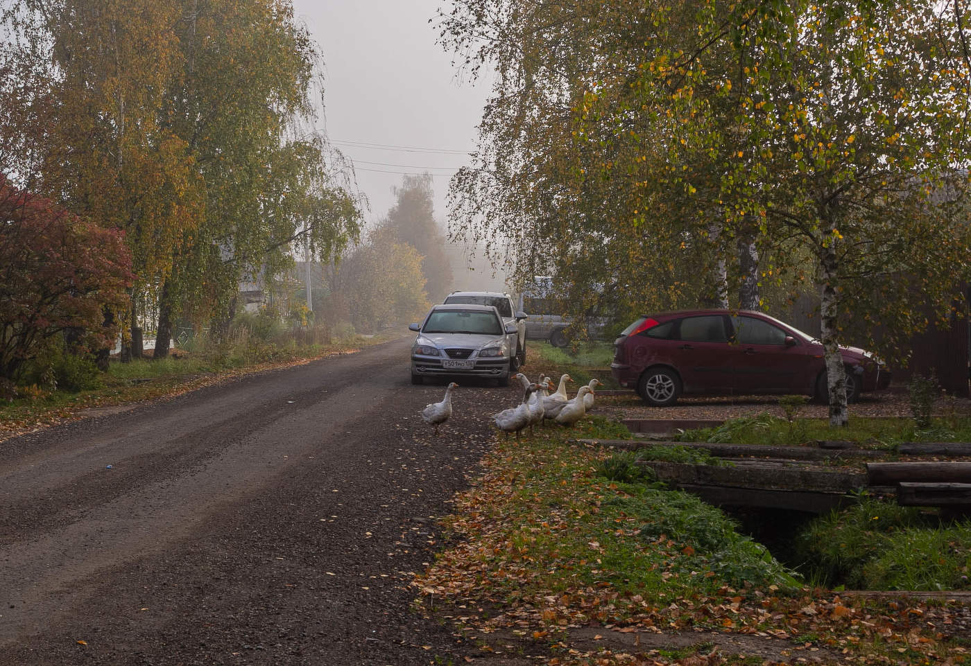 Гуси на прогулке