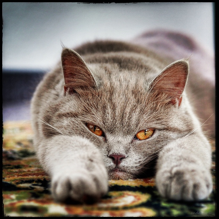 кискАфото (приказала долго жить)