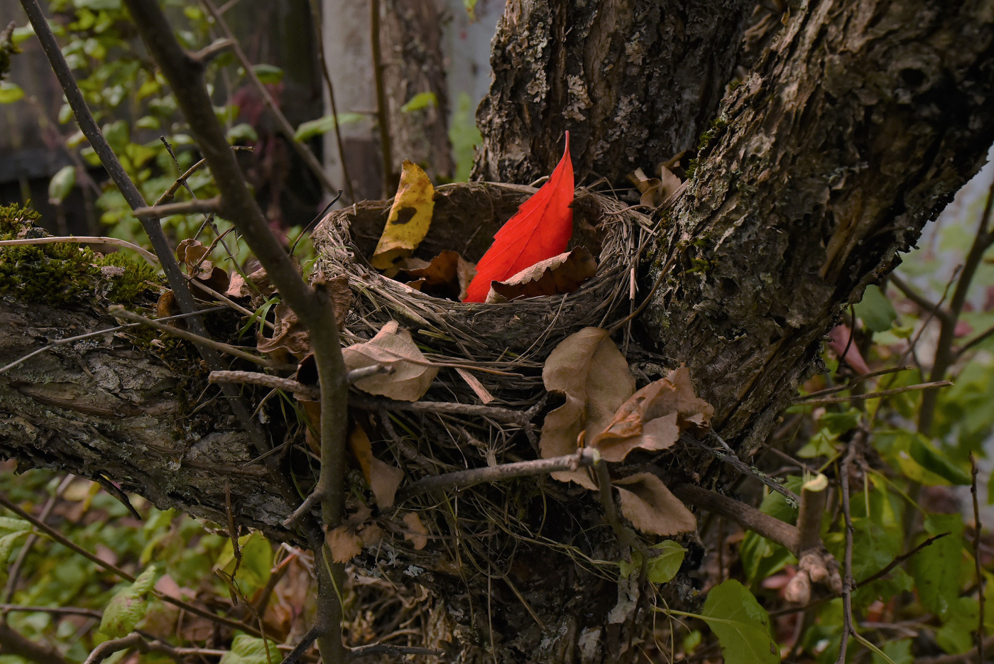 "Одинокое, пустое, средь веток жалостно застряв..."
