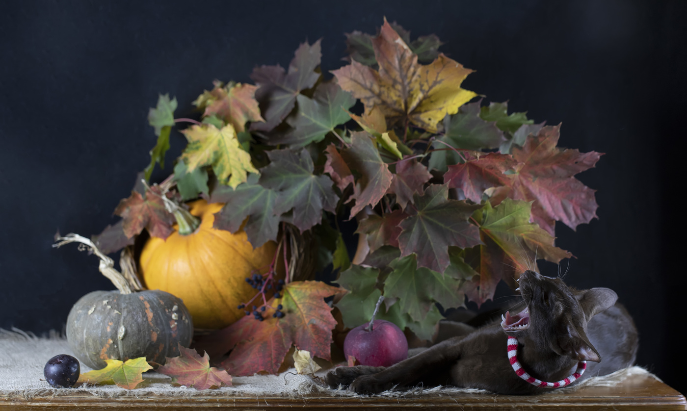 Почти пантера))))