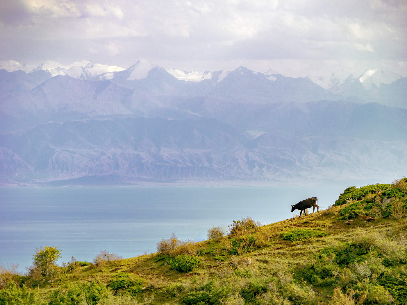 Пейзаж с коровой и горами