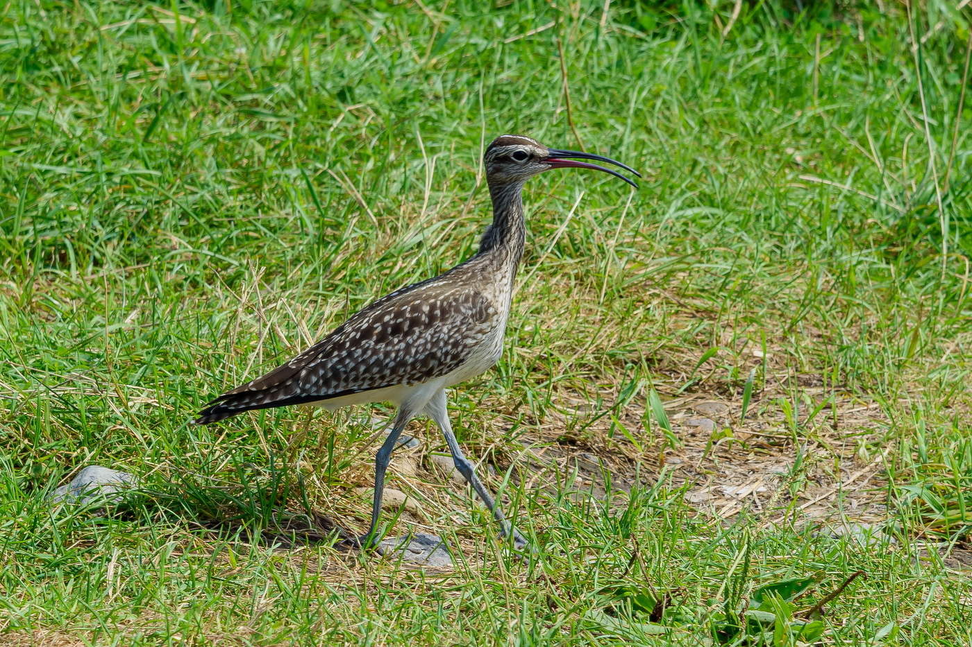 Японский бекас