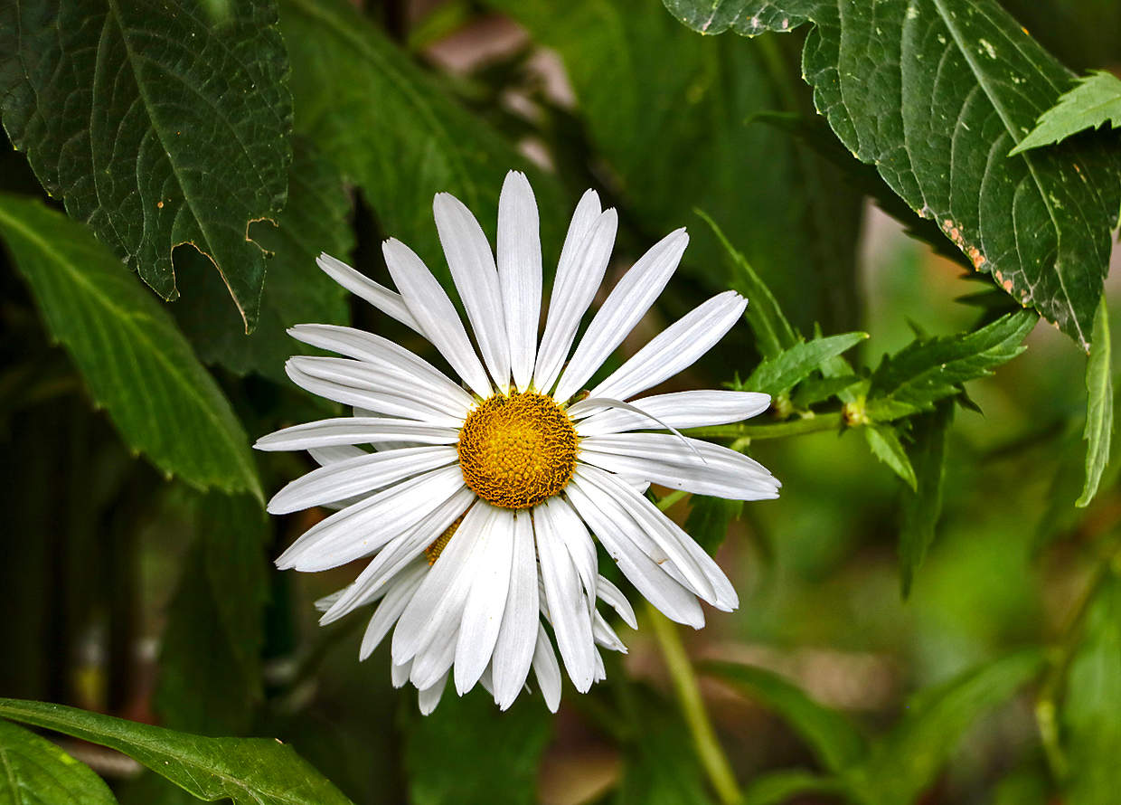 Ромашка в октябре