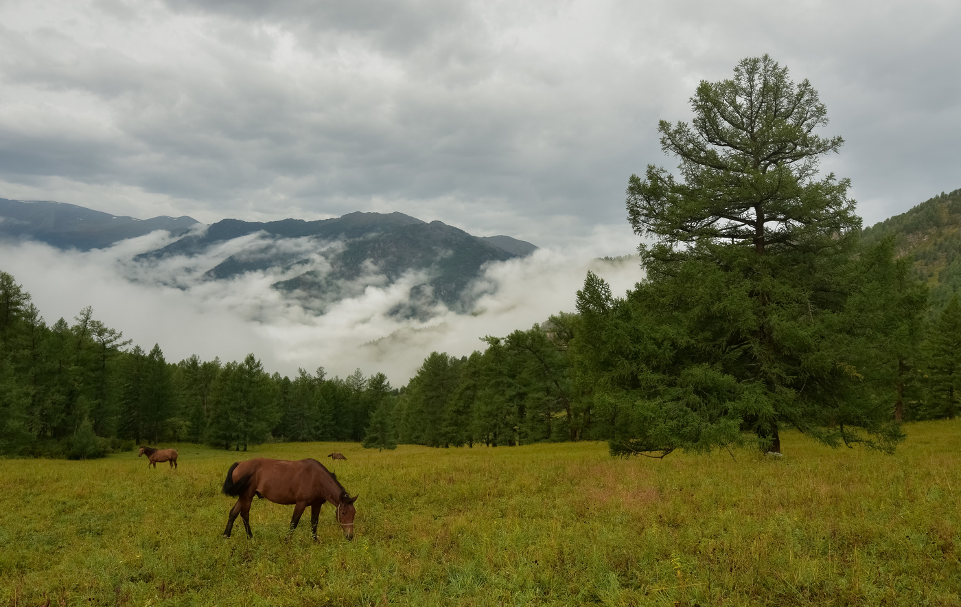 Утро на Алтае