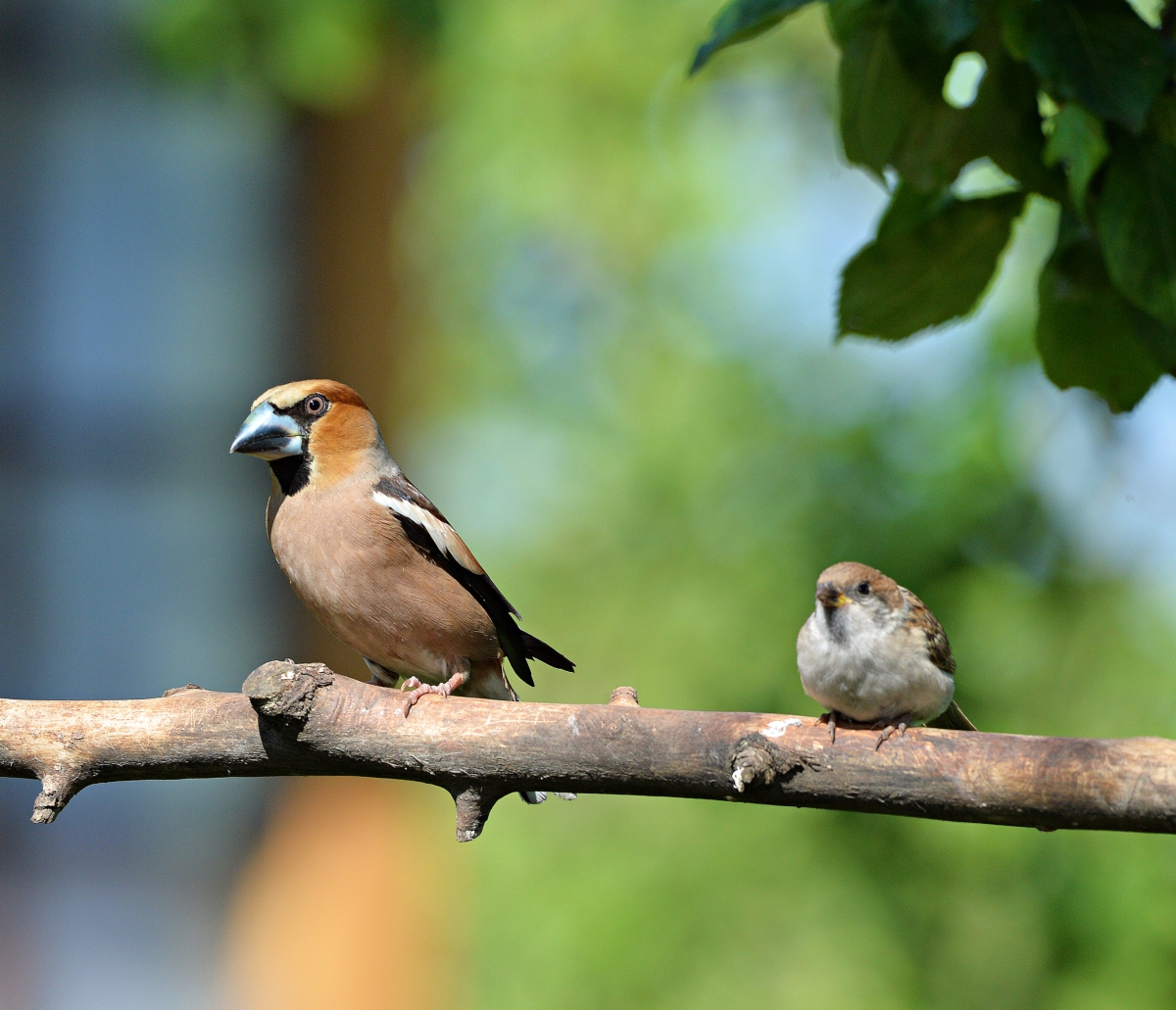 Дубонос и воробейка