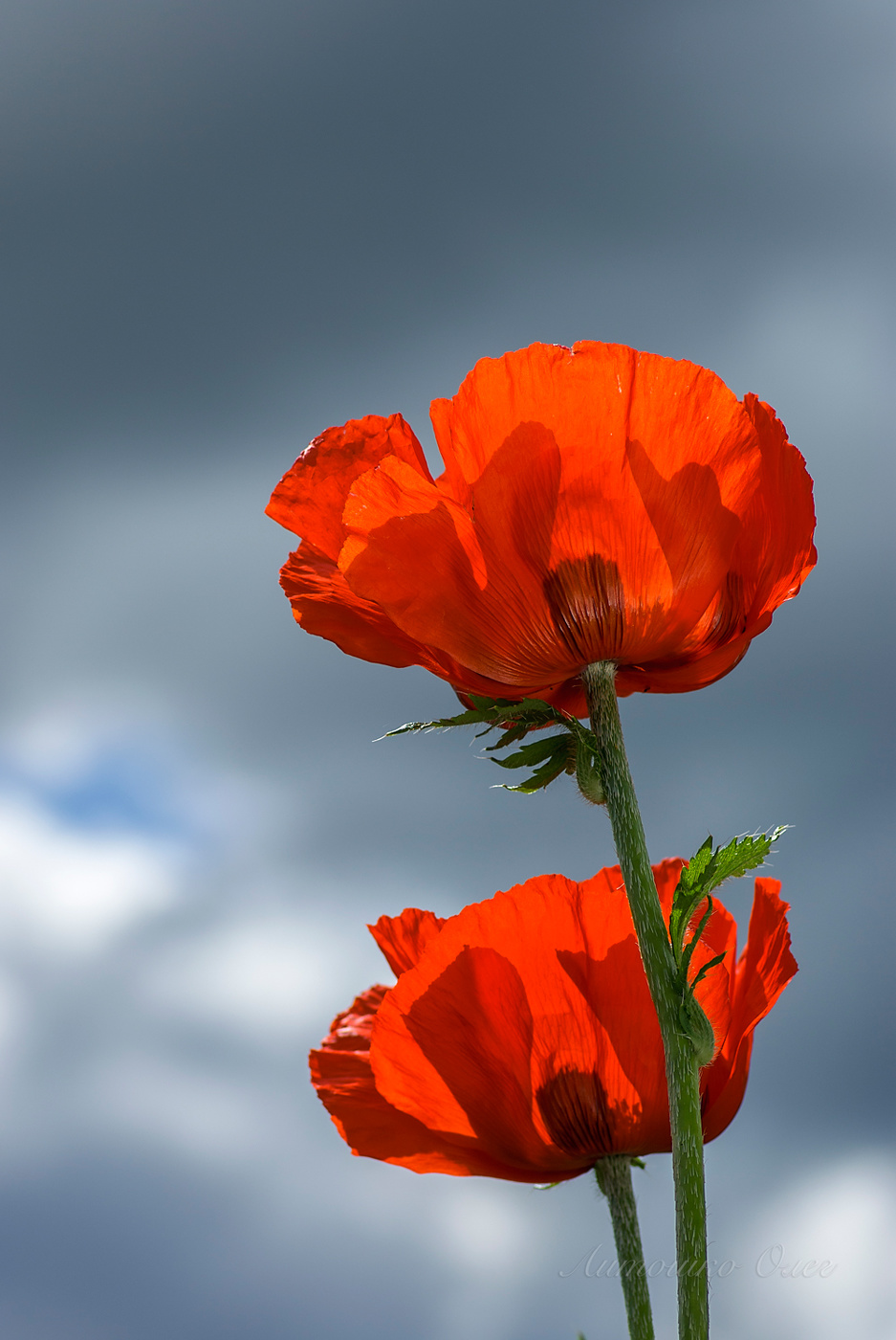 Мак восточный.