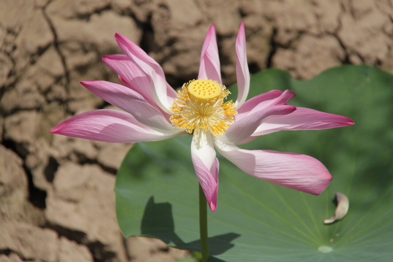 Увядающий лотос