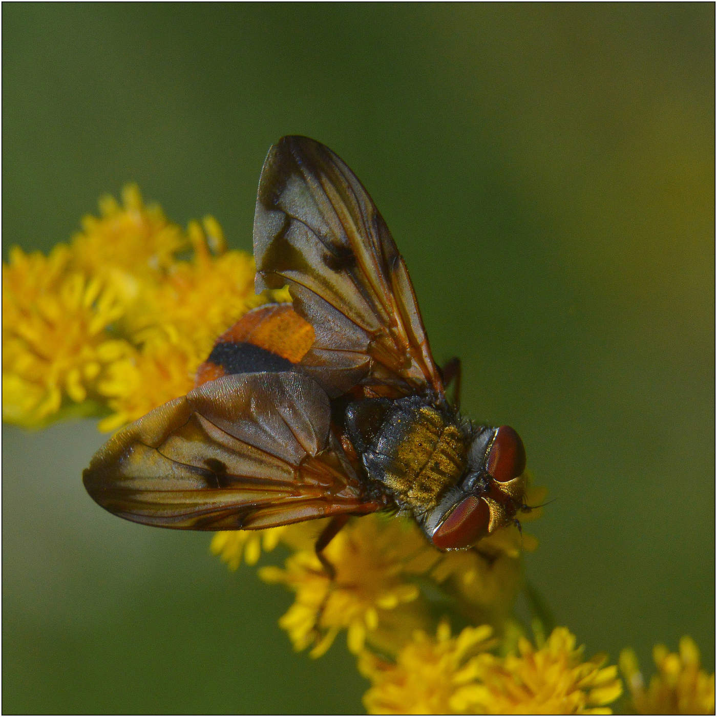 Вот такая я ...