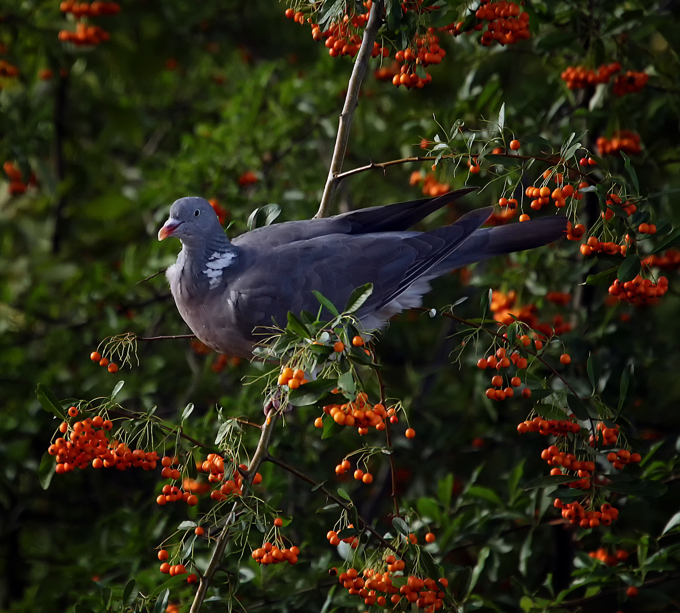 Вяхирь на Пираканте