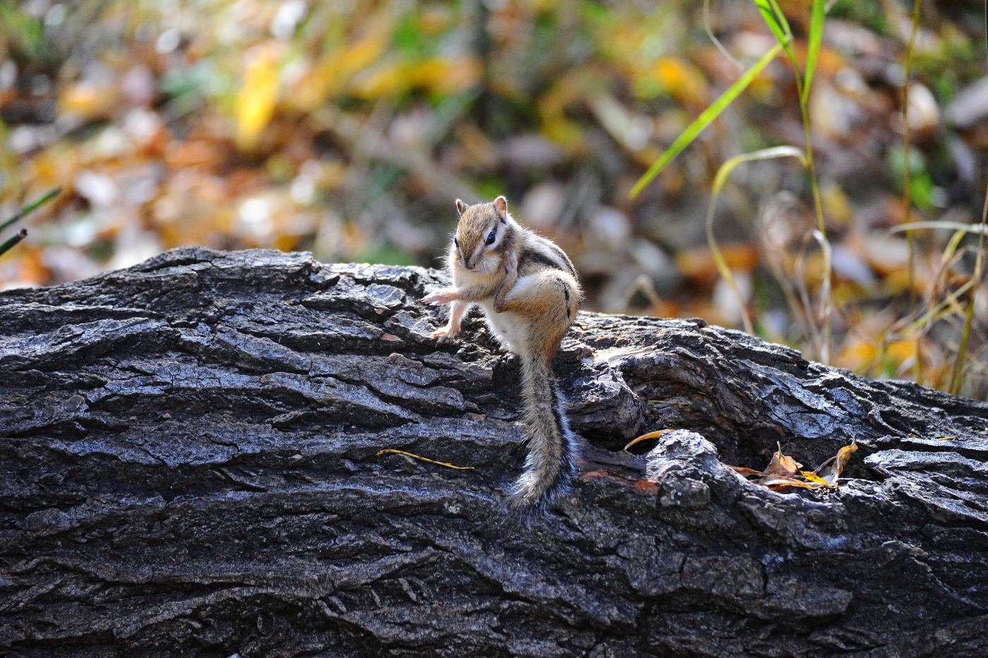 Чистка шкурки.