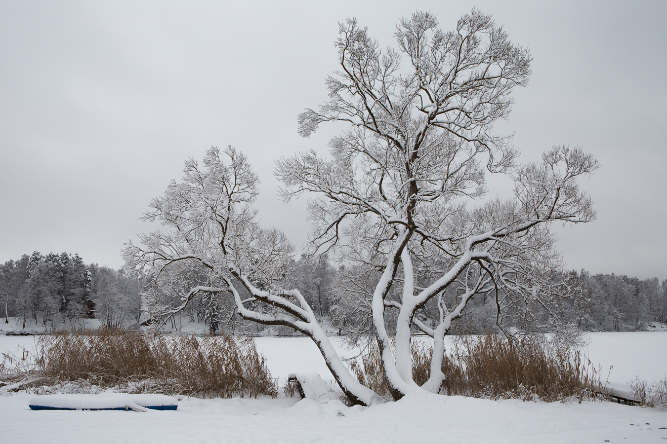 Зимний ноктюрн