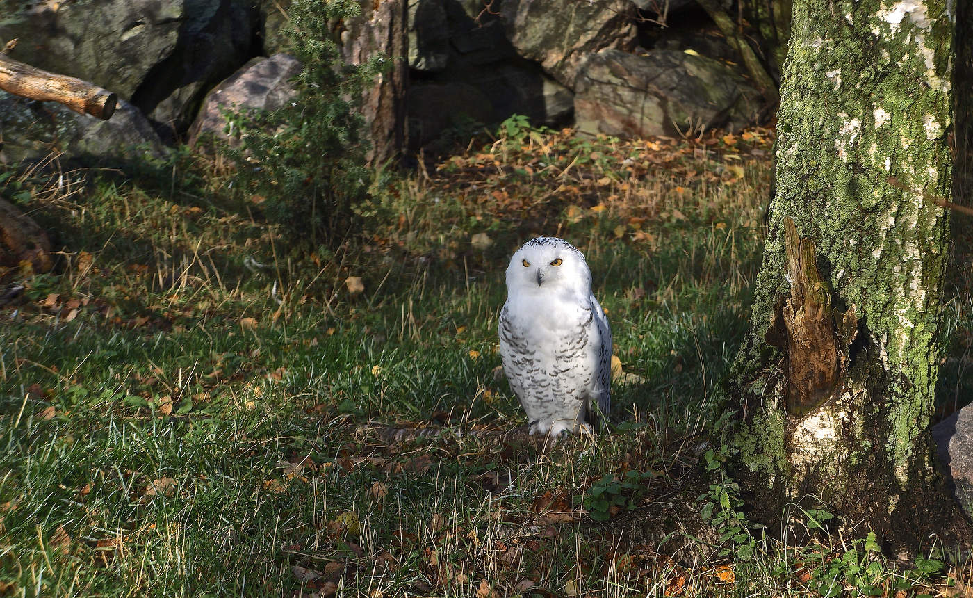 Белая сова, или полярная