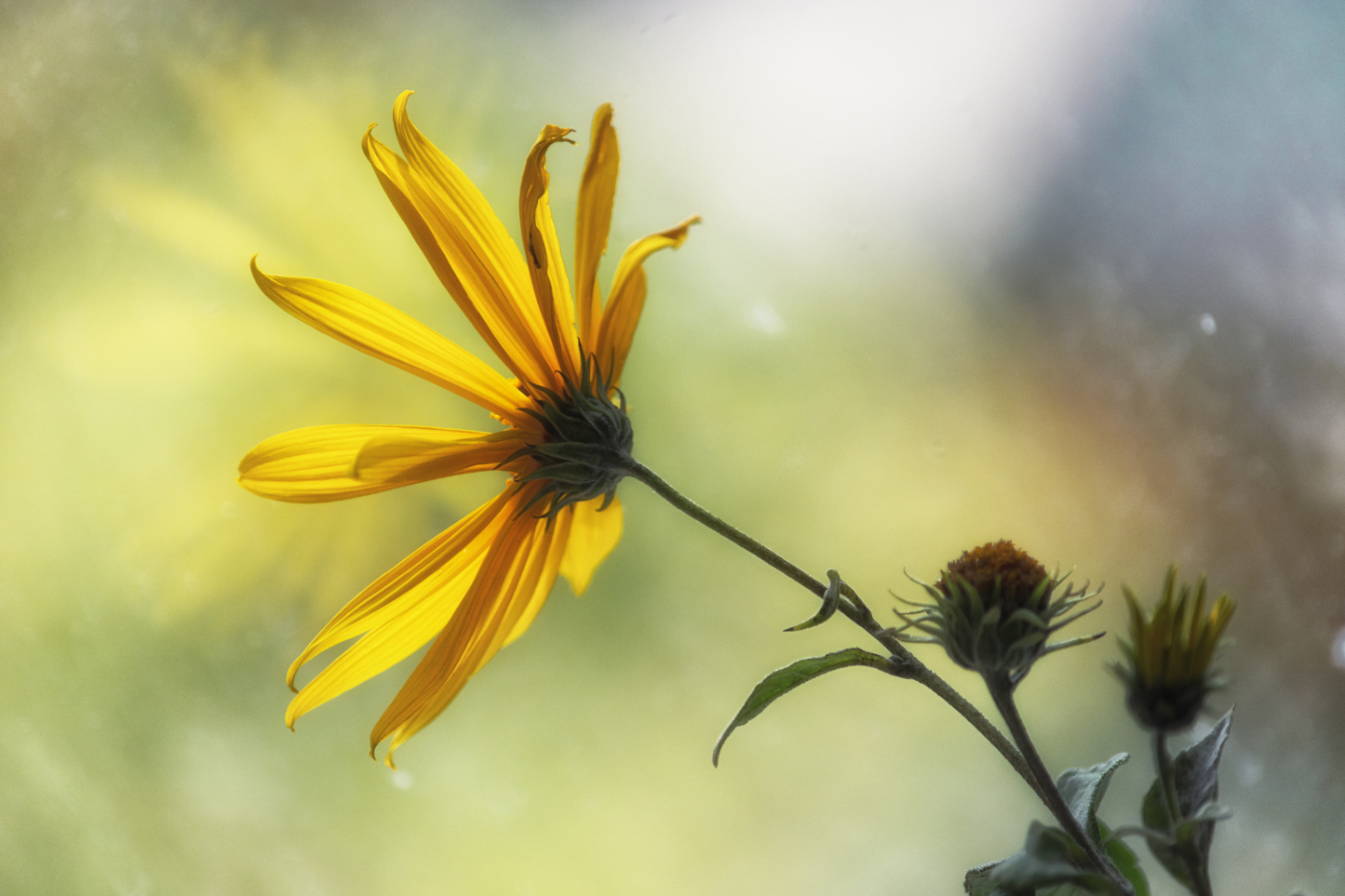 Осень топинамбур обняла...