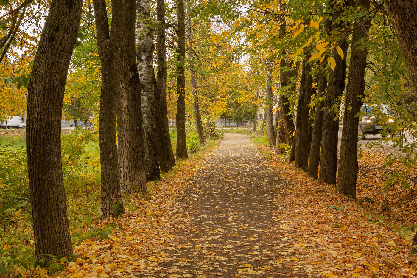 По ковру из желтых листьев