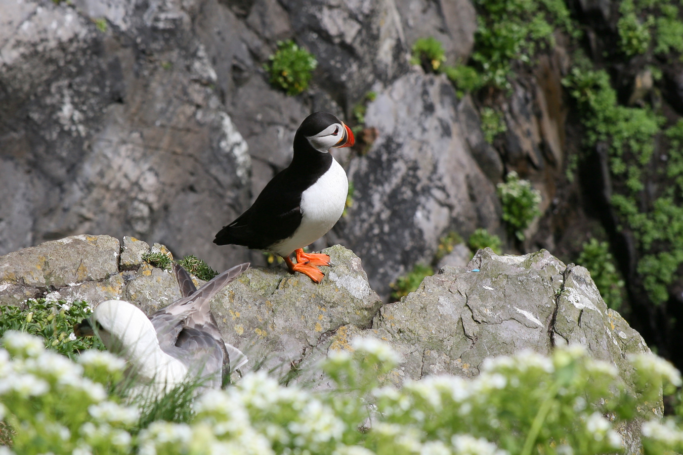 Атлантический тупик